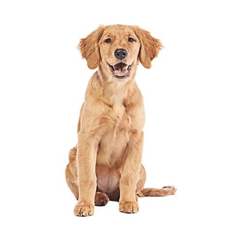Top Rated Dog Training in Sevier County Happy Dog Canine Training